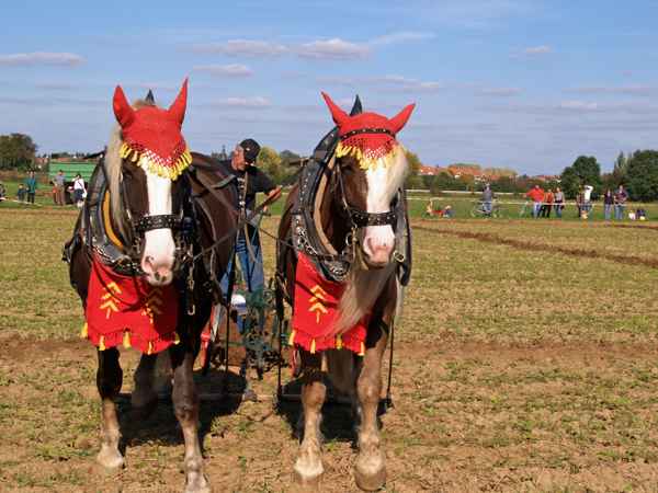 Schwarzwälder Kaltblut