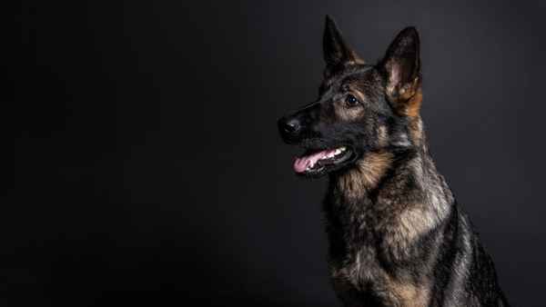 Schäferhund