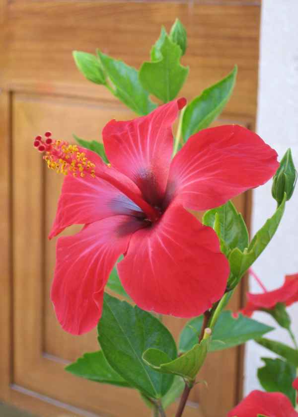 Hibiskus rot04