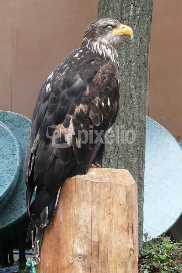 Schreiseeadler