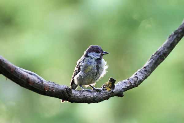 Gezwitscher im Garten
