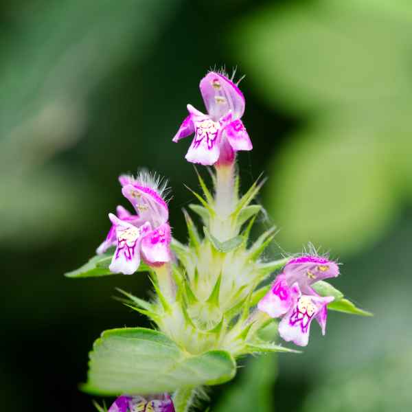 Gemeiner Hohlzahn - Galeopsis tetrahit