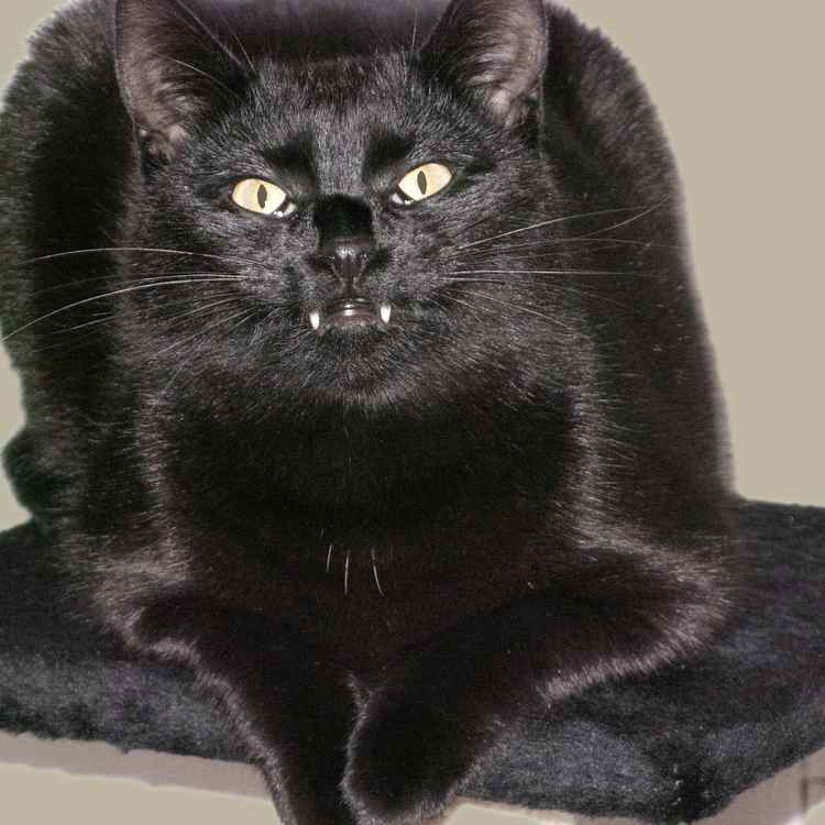 Kitty