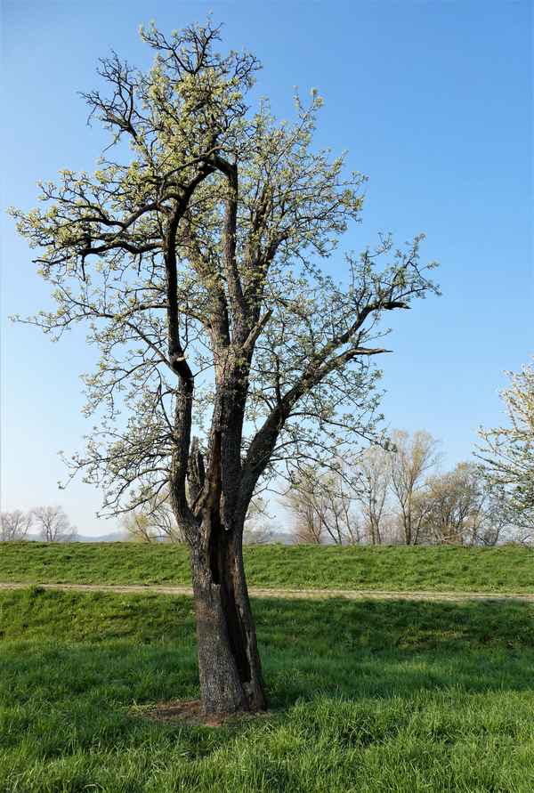 Der alte Birnbaum