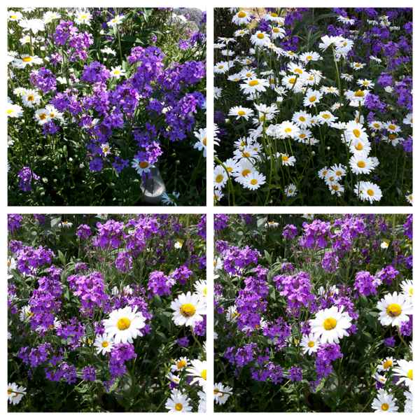 Bunte Blumen - Collage