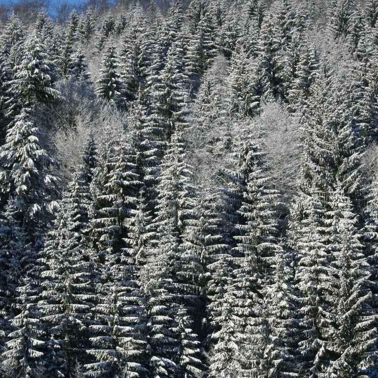 verschneit