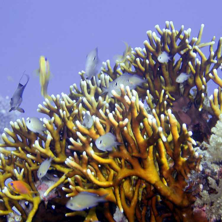 Sealife1