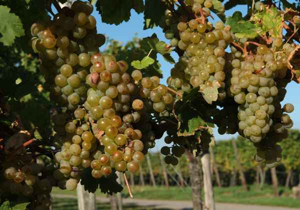 Vor der Weinlese7