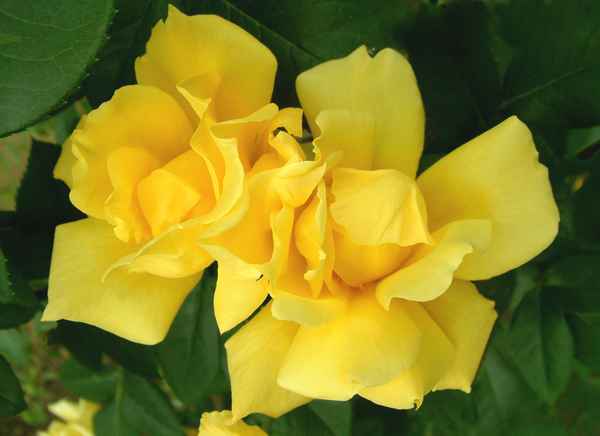 gelbe Rose