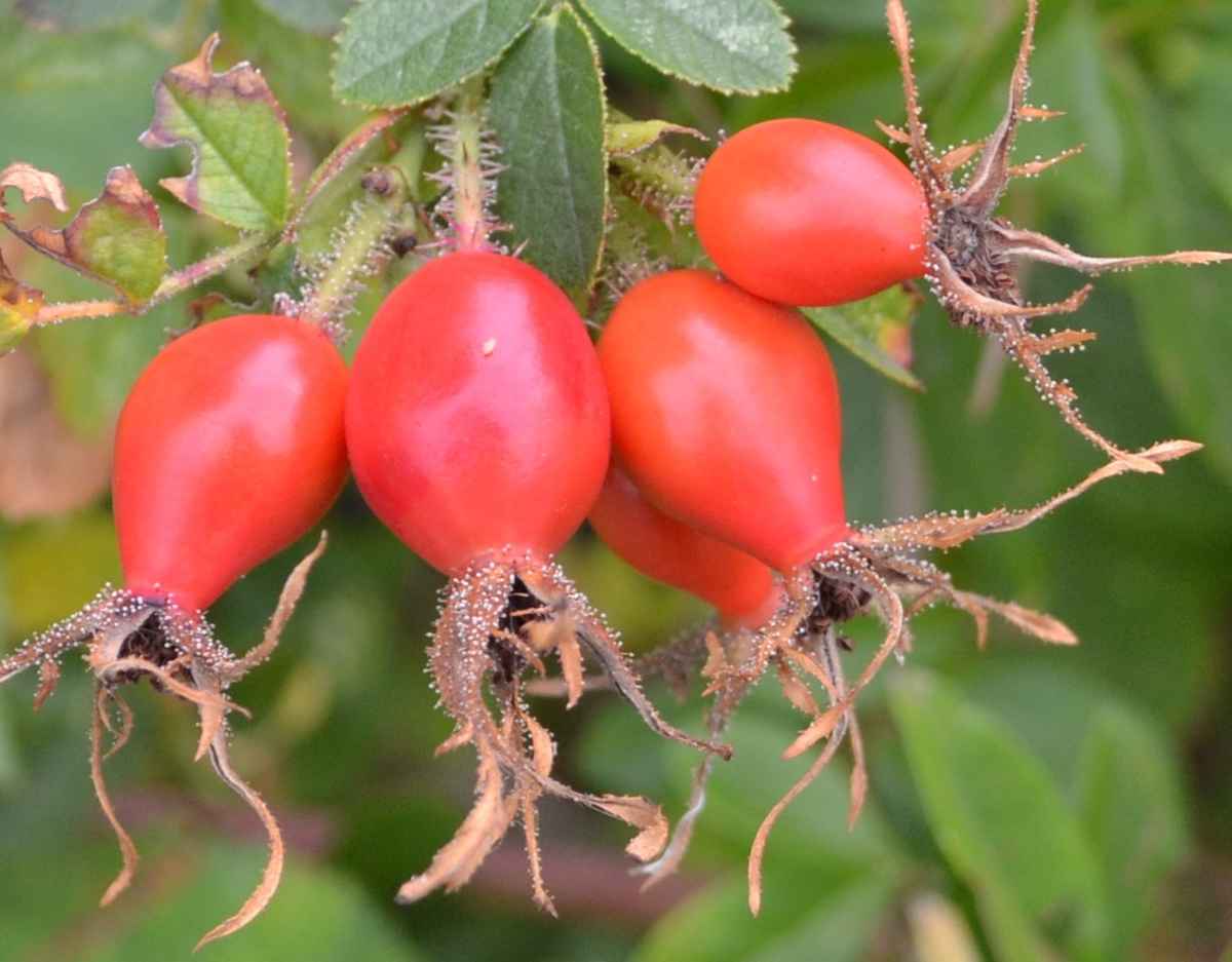 verblühte Schönheit...