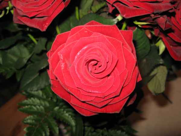 Rosenblüte