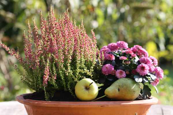 Blumenschale im Herbst
