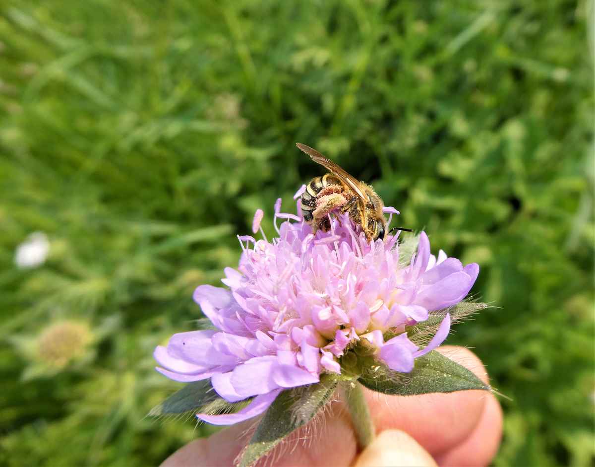 ICH SCHENKE DIR EIN BIENCHEN