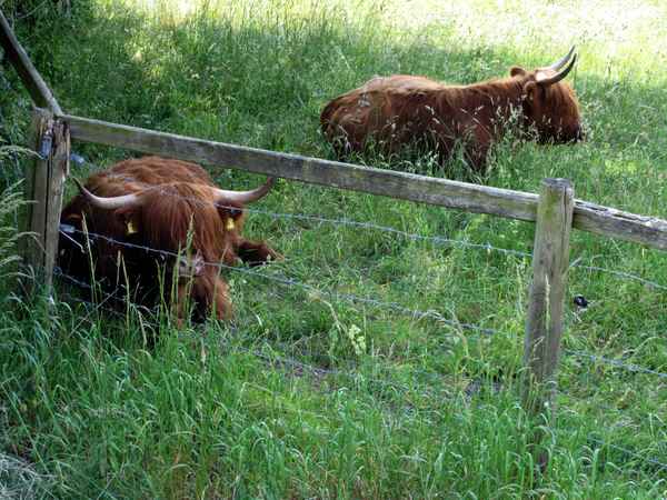 Zwei Rinder auf der Wiese
