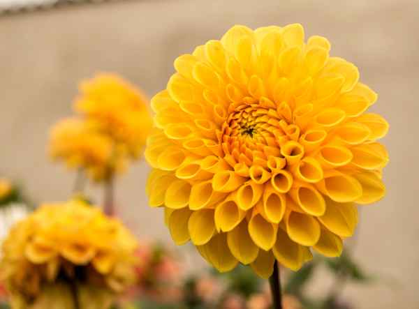 Gelbe Blume