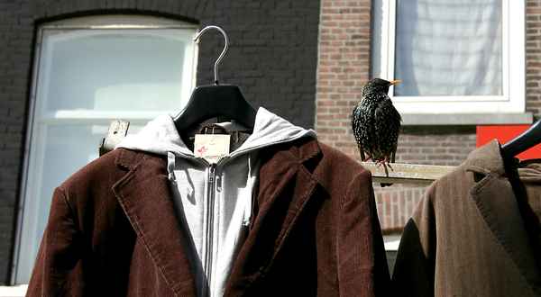 bucurescu 0092 voegel