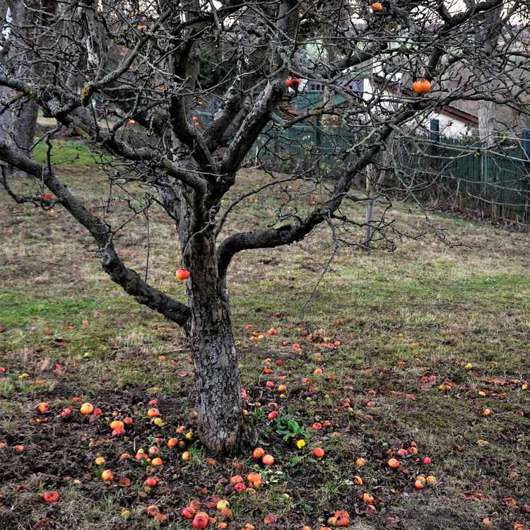 Apfelbaum im Spätherbst