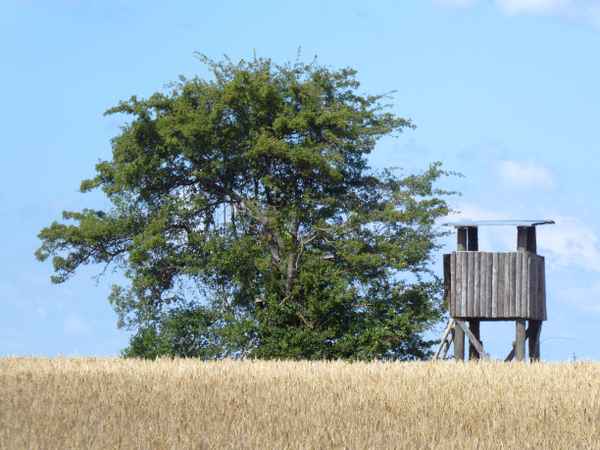 Hochsitz und Baum