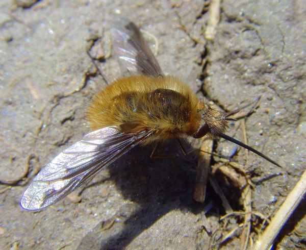 Wollschweber [Bombylius major]