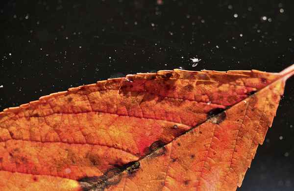 Herbstimpressionen