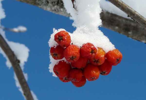 vogelbeere im schnee