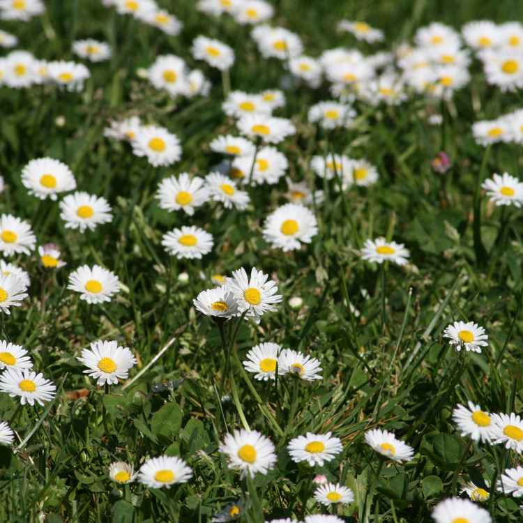 Meer von Gänseblümchen