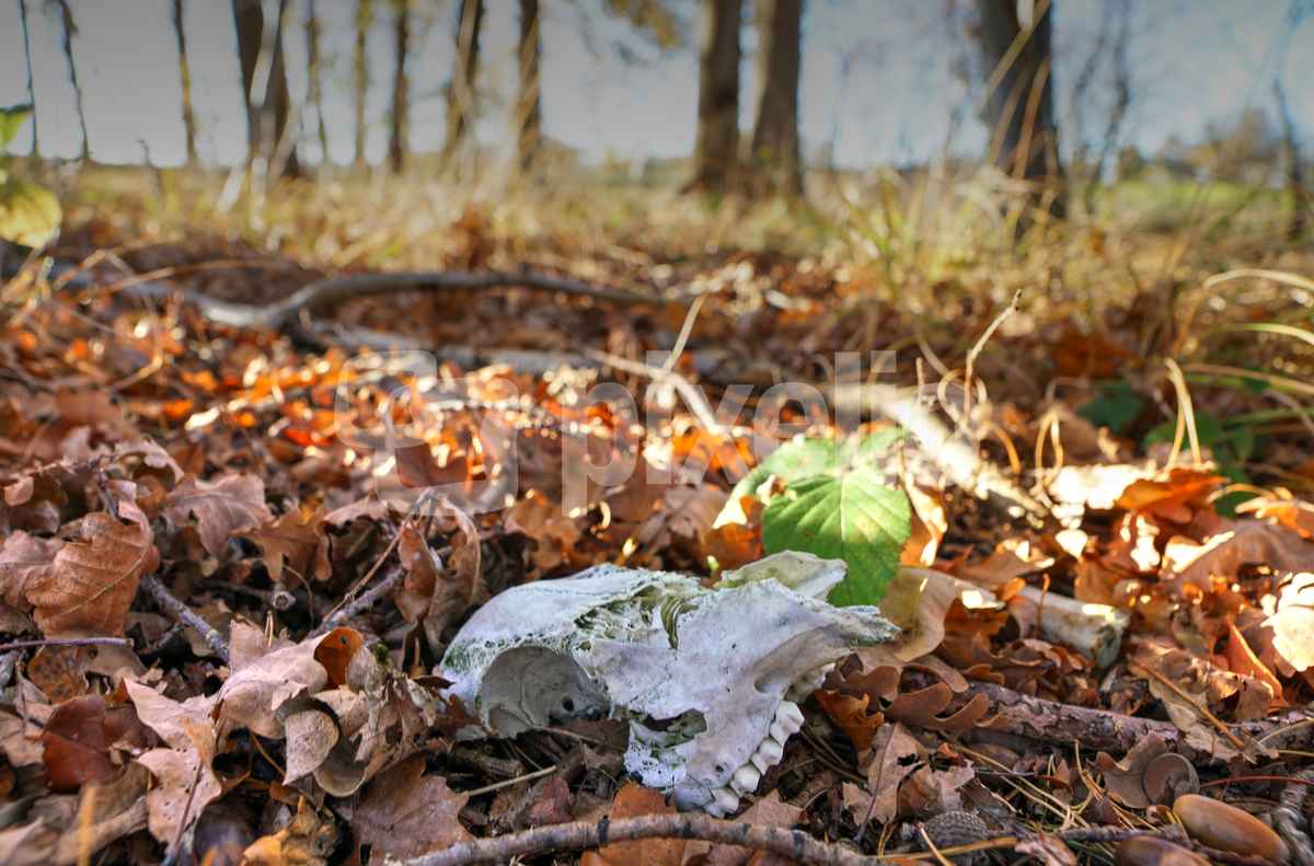 Knochenfund im Wald 1