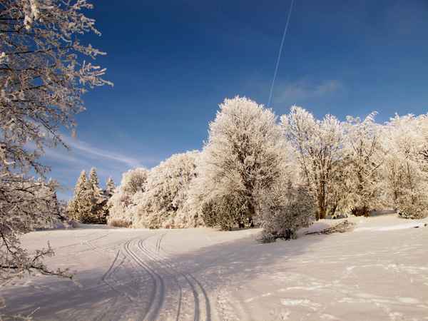 Langlauf durch den Winterwald