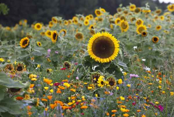 Sonnenblumenfeld