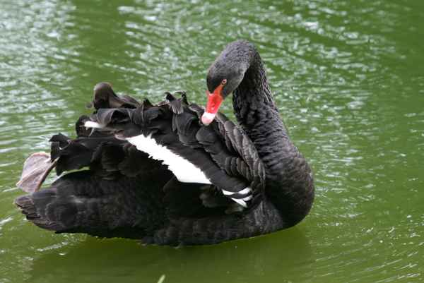 heut ist wellnestag....trauerschwan...