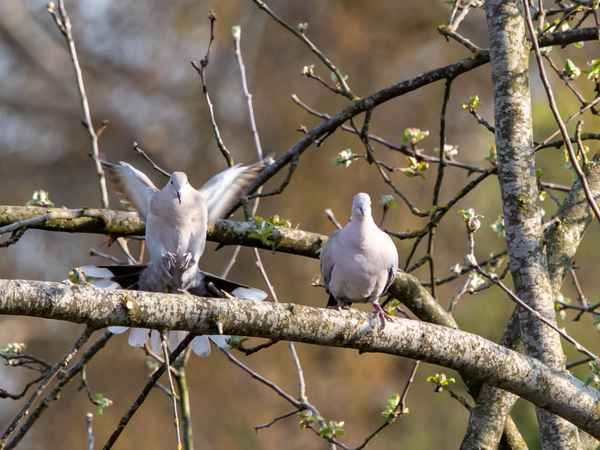Fahrgestell und Bremsfallschirm raus!