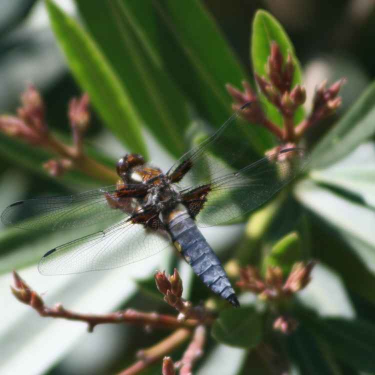 Libelle am teich