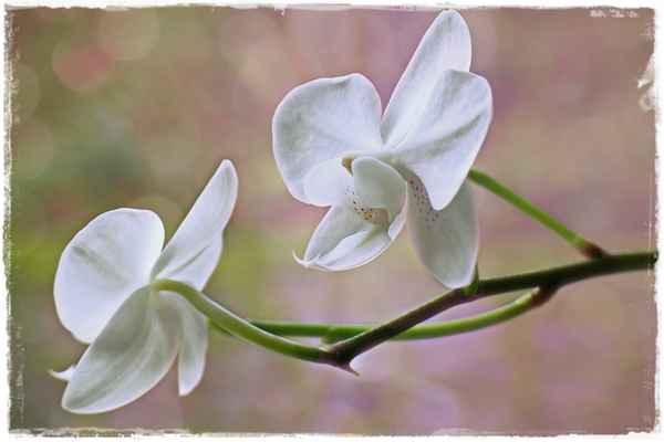 kleinblütige Orchidee
