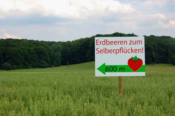 Erdbeeren zum Selberpflücken