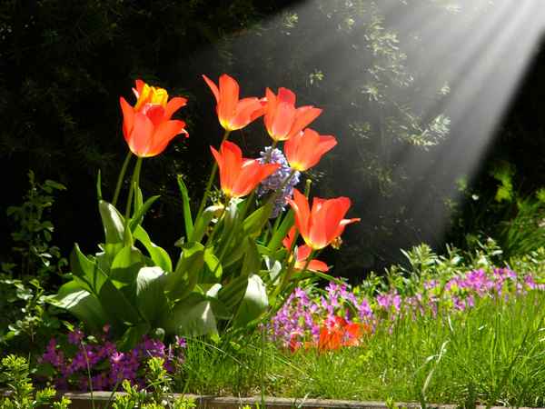 Tulpen im Sonnensrtrahl