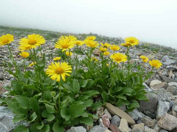Weidenblättriges Rindsauge (Buphthalmum salicifolium)
