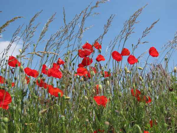 Mohnblumenfeld (2)