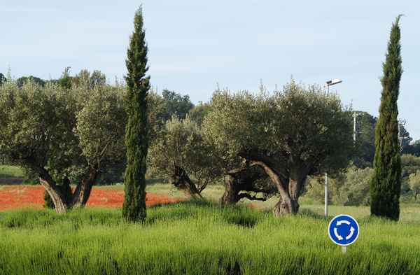 Mohnfeld mit Verkehrsinsel