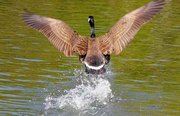 Kanadagans beim Start