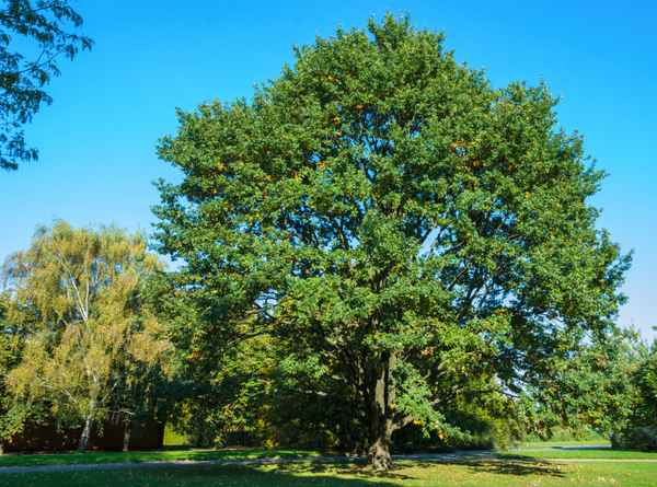 Eiche im Sonnenlicht