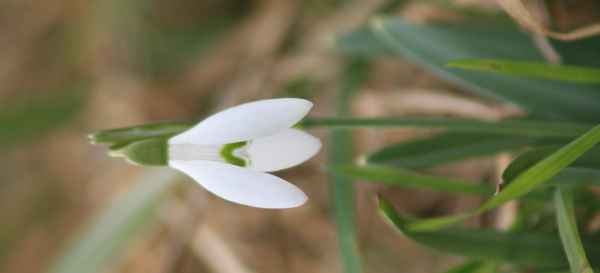 Schneeglöckchen