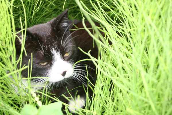 Katze 1