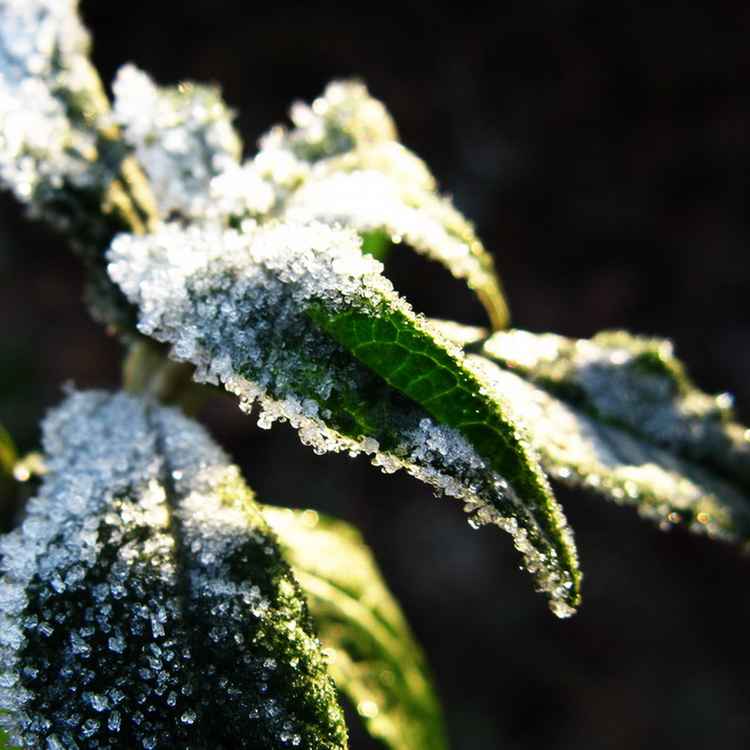 Blätter mit Raureif