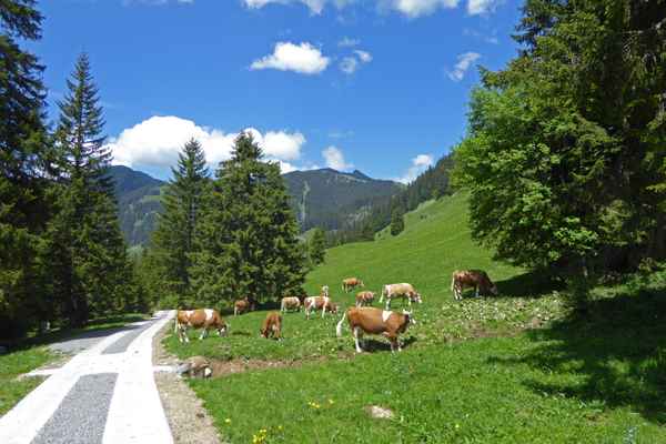 Die ersten Kühe sind eingetroffen