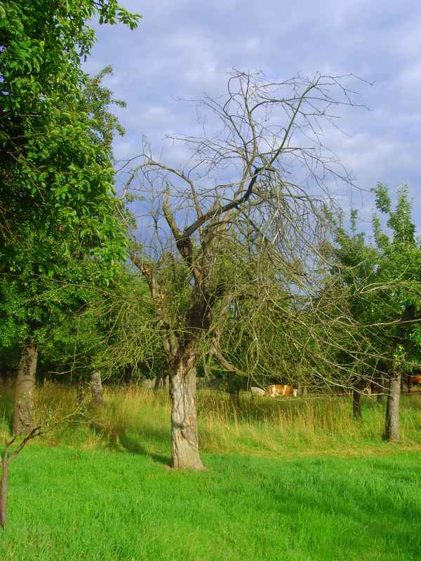 Streuobstwiese im Herbst