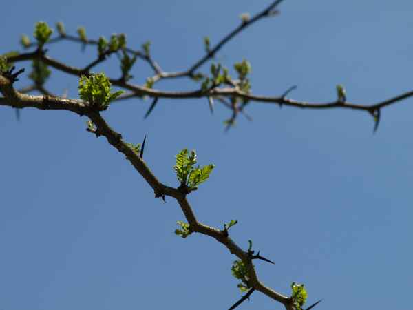 Neue Blätter im Mai