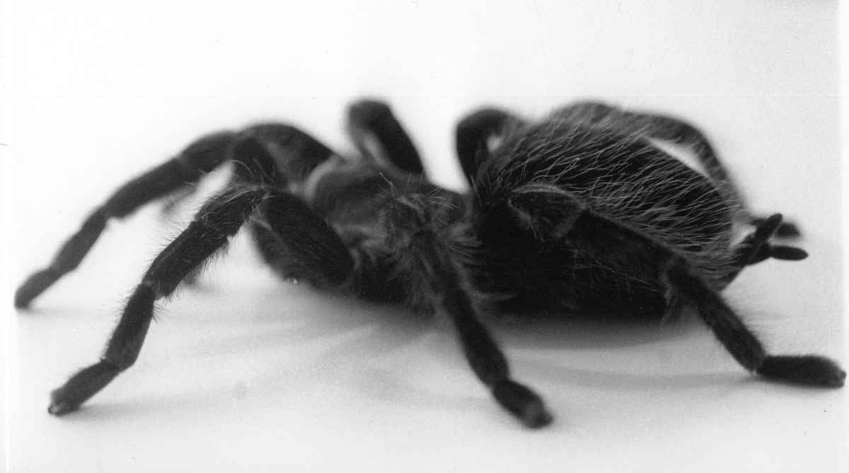 Spider
