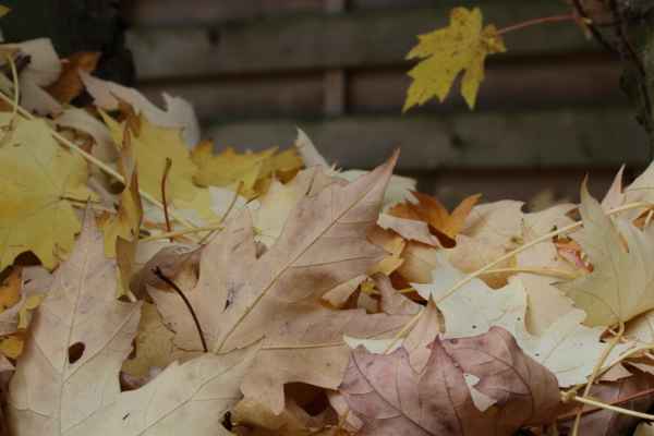 Herbst