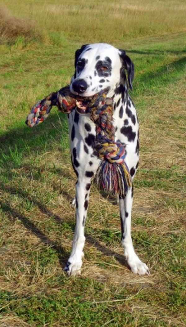 Dalmatiner Paul und sein SupiLieblingsSeil