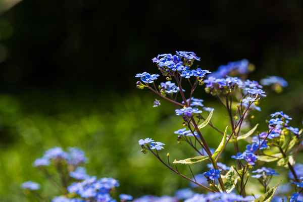 Frühlingsgrüsse in blau